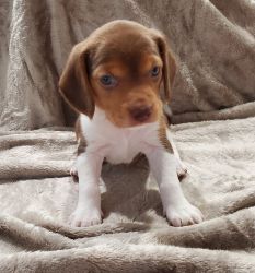Beagles Pure Breed for sale