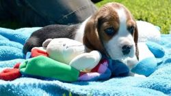 Purebred Beagle Puppy