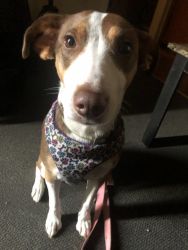 2 1/2 year old beagle & hound mix!!