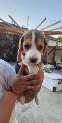 Female Beagle Puppy for Sale in Los Angeles!!!
