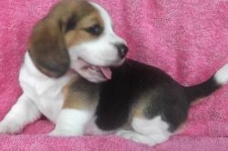 Friendly Beagle for sale
