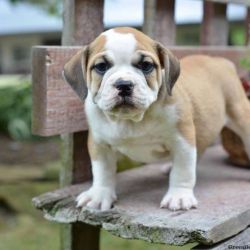 Beabull Puppies For Sale