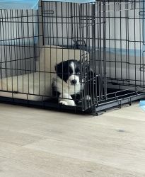 8 weeks Border collie puppy