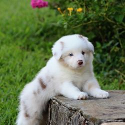Marvelous Male And Female Border Collies Puppies