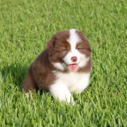 Attractive Male And Female Border Collies Puppies