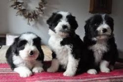 Bearded Collies Puppies