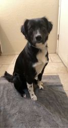 Border Collie Newfie 1 1/2 years old male dog