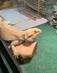 Two bearded dragons with cages for sale.