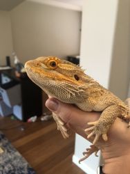 Red-faced bearded dragon 3 years old