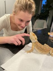 1 year old fancy bearded dragon-free to a good home