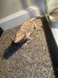 Two Bearded Dragons (One Male and One Female)