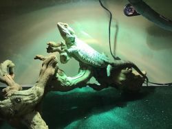 Free adorable bearded dragon for for you to take care of