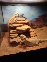 2 Bearded Dragons 2 yrs old