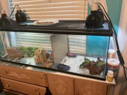 3 bearded dragons with tank and accessories