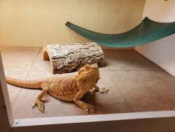 3 bearded dragons in need of loving home