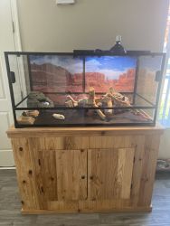 8 month old bearded dragon and complete setup
