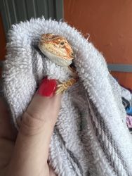 Red Bearded dragon