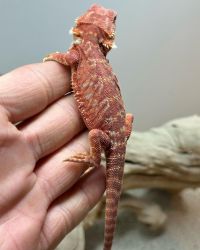 Hypo Red Leatherback Het Trans Bearded Dragons