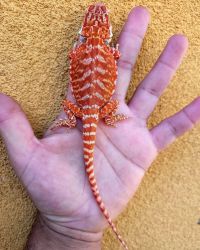 Red Het trans Baby Leatherback Bearded Dragons for sale