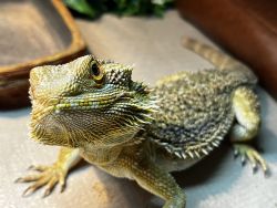 Rehoming, bearded dragon