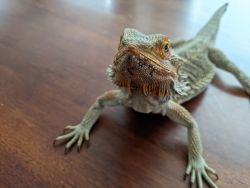 rescue bearded dragon looking for loving home