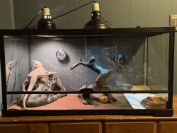 Bearded Dragon - including 40 gallon tank and supplies!!