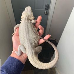 Bearded dragon for y