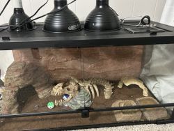 Re-homing 2 bearded dragons