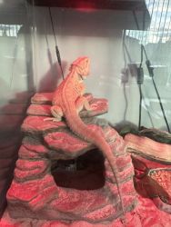 Bearded dragon with Huge cage
