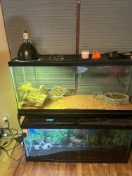 Male Bearded Dragon with 55 gallon tank and accessories