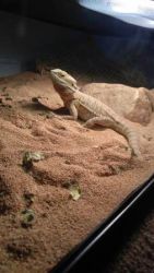 2 Bearded dragons, one cage available plus more