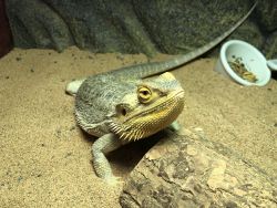 Bearded dragon in need of good home :)