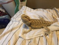 Lizard for sell