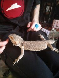 2 Bearded Dragons for Sale