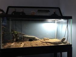 Bearded Dragon with tank,lights, and accessories