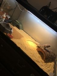 Bearded Dragon for sell