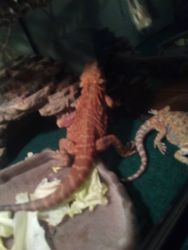 4 bearded dragons for sell