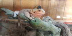 Cuddly bearded dragon looking for home!