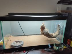 Bearded dragon for sale (tank and heat lamp)