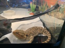 Rehoming Bearded Dragon