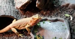 Red bearded dragon