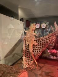 1year old bearded dragon needs a new home
