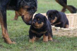 F/M Beauceron Puppies Available