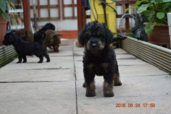 AKc Registered Bedlington Terrier Pups