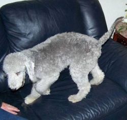 Bedlington Terrier gorgeous puppies are now ready for new home