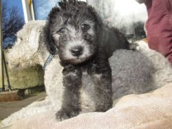 Active Pure breed Akc Bedlington Terrier puppies