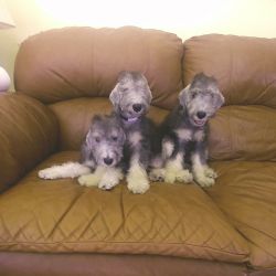Bedlington Terriers are back in the Northeast