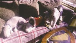 2 bedlington pups left in huntington, ny