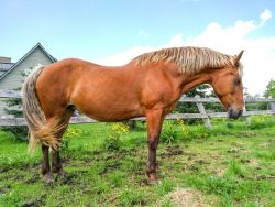 Awesome Belgian Horse For Sale