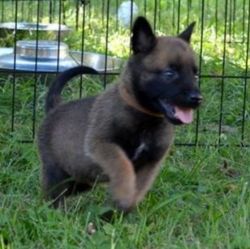 Male and female Belgian Malinois puppies available